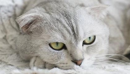 开云体育在线：以信赖与热情点亮你的体育之旅